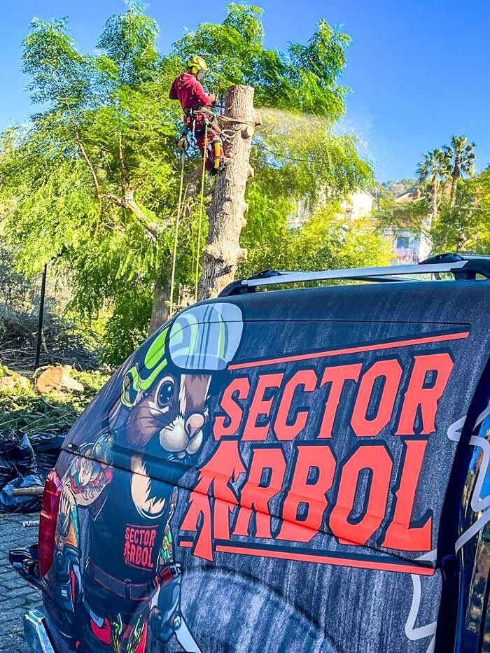 Images Sector Arbol