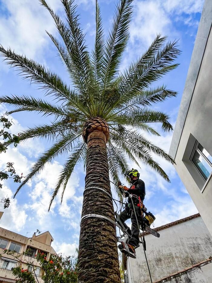 Images Sector Arbol