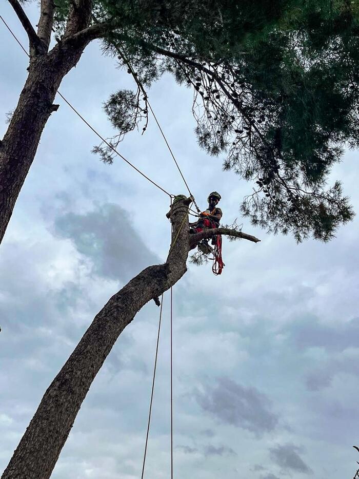 Images Sector Arbol