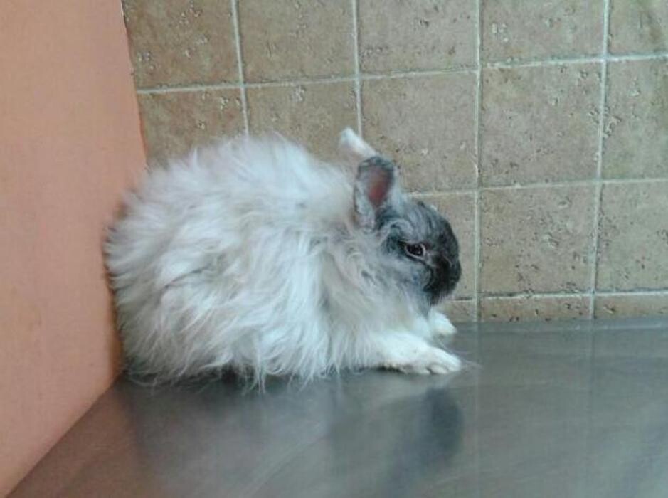 Images Centro Veterinario Ifach