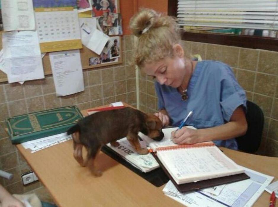 Images Centro Veterinario Ifach