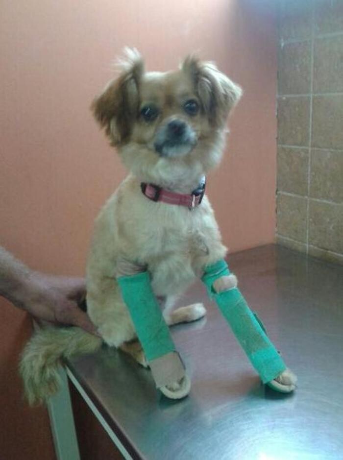 Images Centro Veterinario Ifach