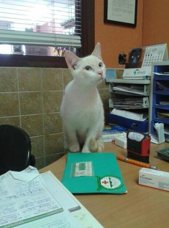 Images Centro Veterinario Ifach