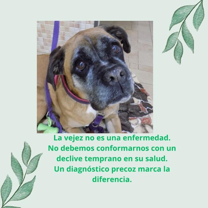 Images Clínica Veterinaria SANTA ICÍA