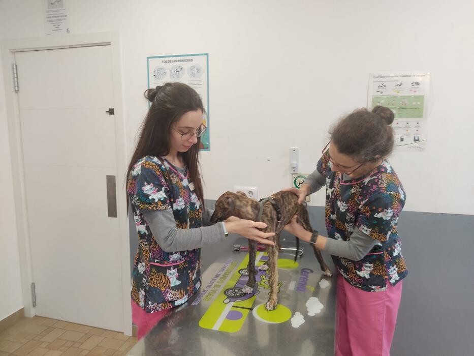 Images Clínica Veterinaria SANTA ICÍA