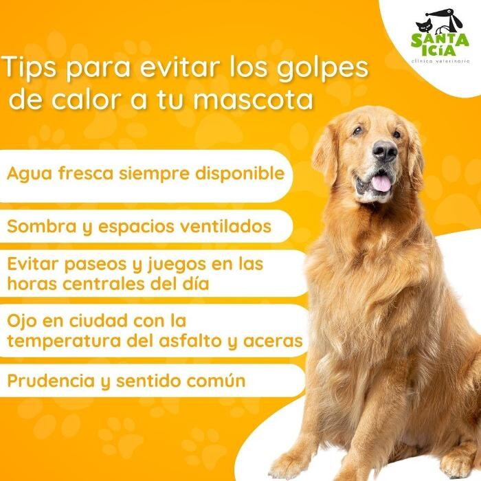 Images Clínica Veterinaria SANTA ICÍA