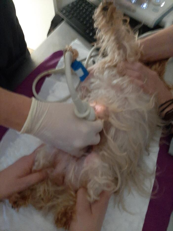 Images Clínica Veterinaria SANTA ICÍA