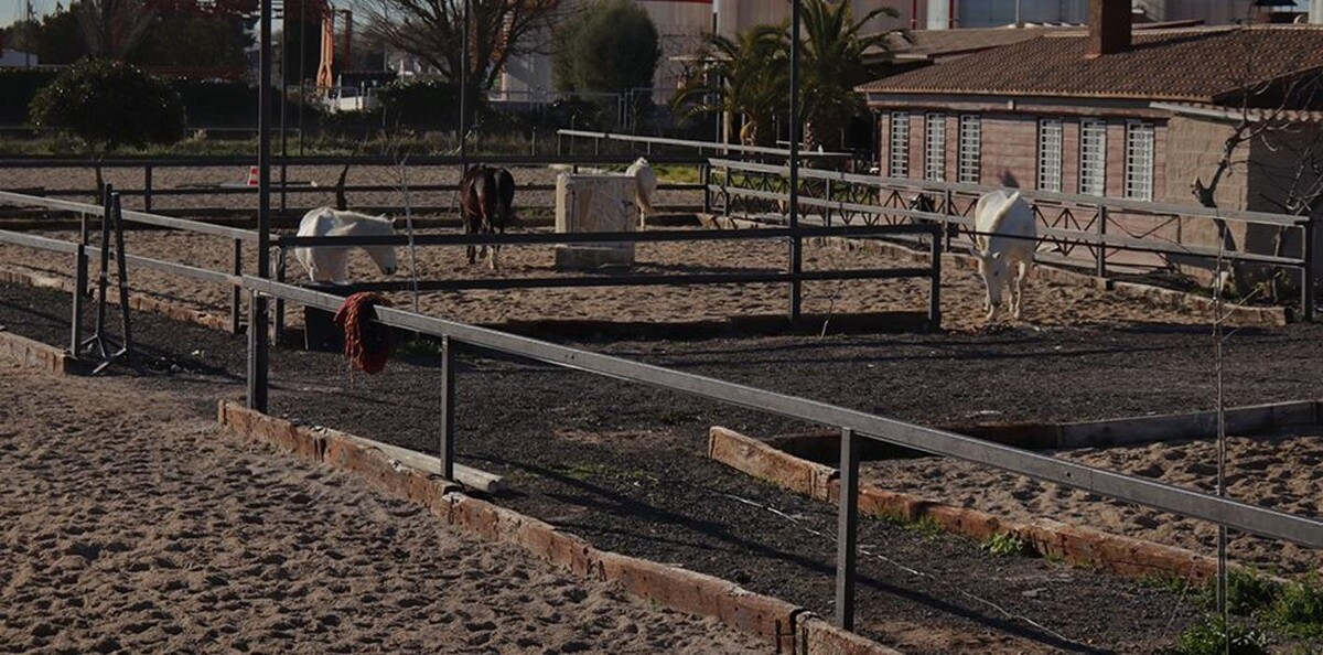 Images Hípica Equus elm