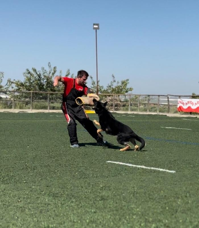 Images CENTRO CANINO DOGQUIJOTE