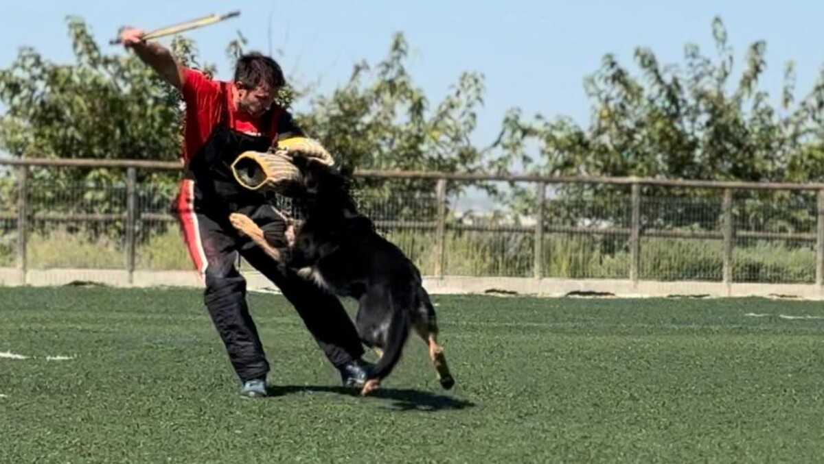 Images CENTRO CANINO DOGQUIJOTE