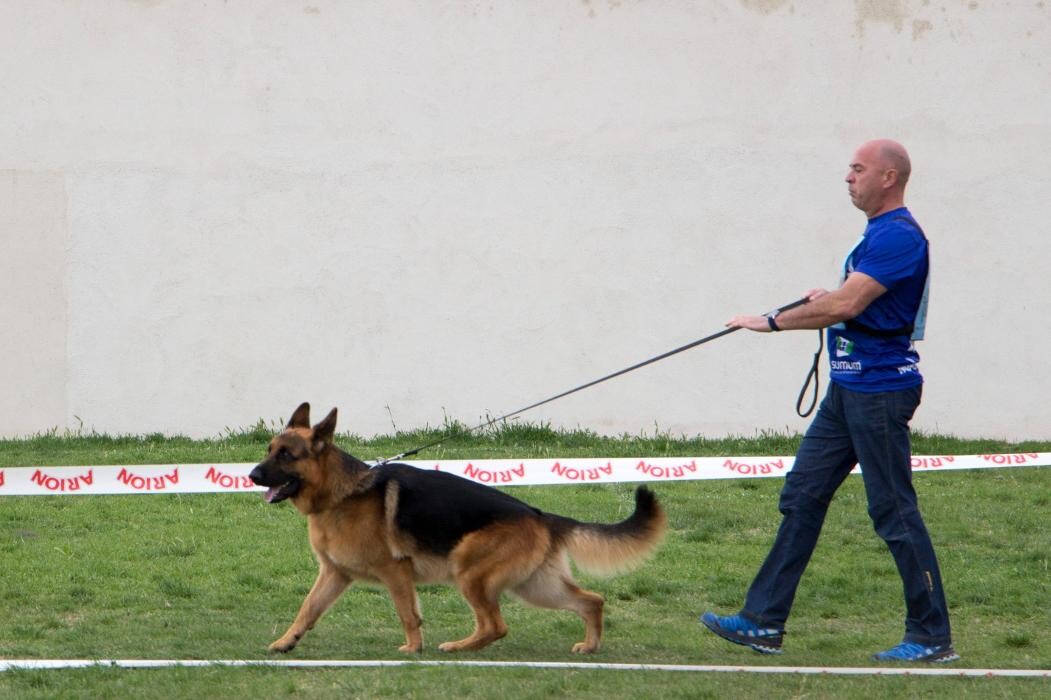 Images CENTRO CANINO DOGQUIJOTE