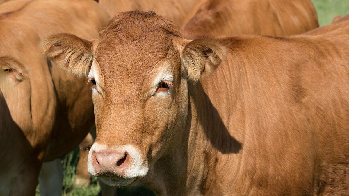 Images ESTEBAN GOMEZ Ganadería