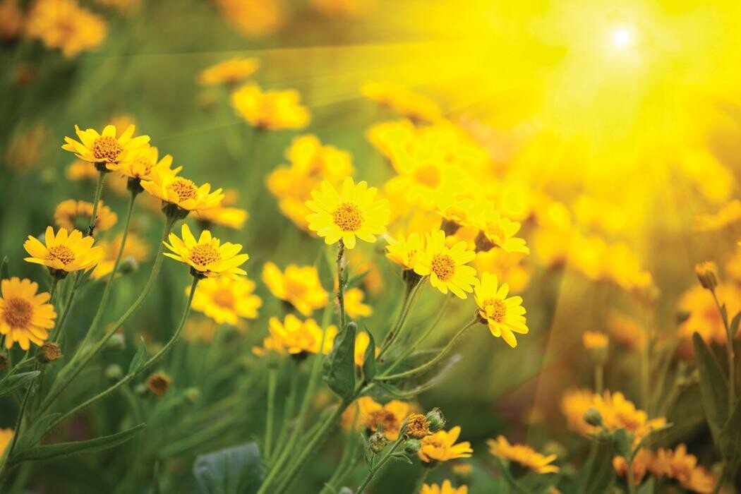 Images Golden Leaves Funeral Plans