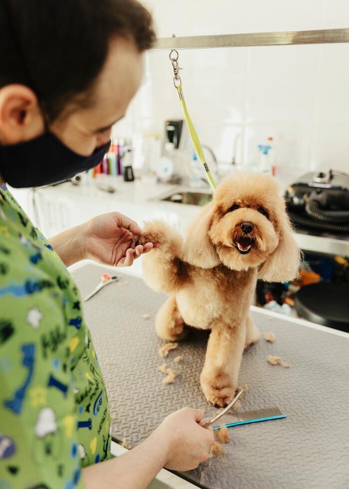 Images Mökai Mascotas