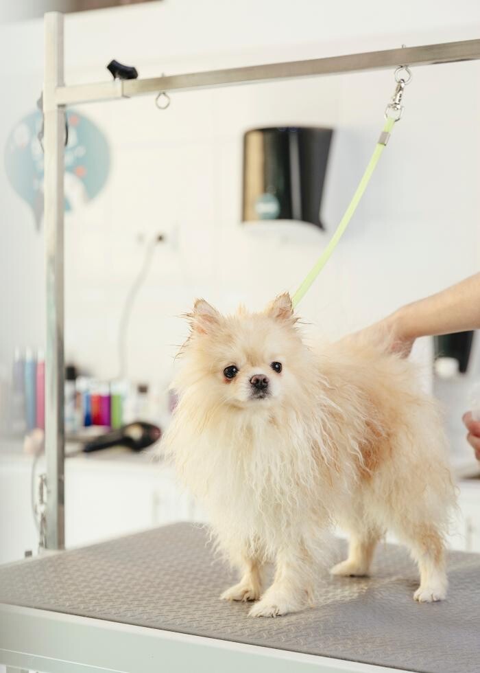 Images Mökai Mascotas