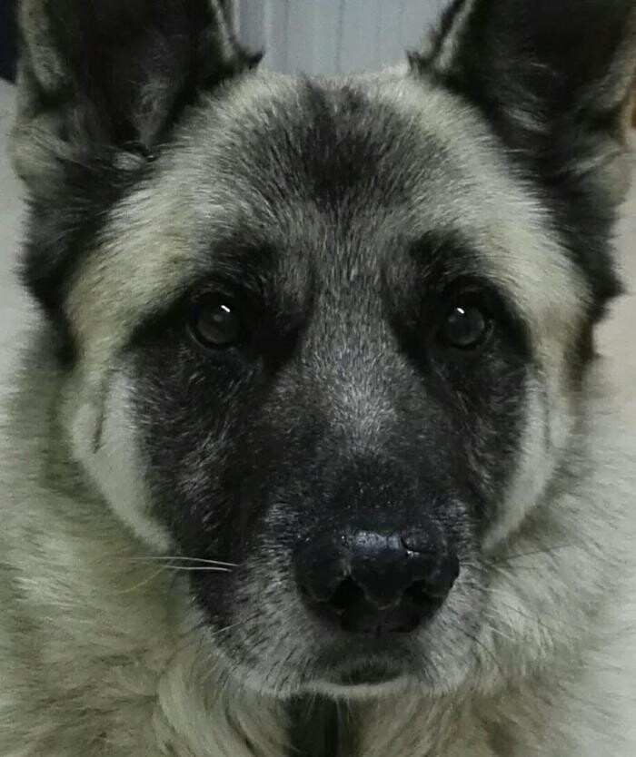 Images Veterinario Etólogo Ernesto Sanz