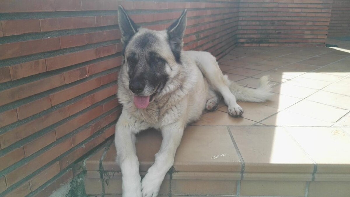 Images Veterinario Etólogo Ernesto Sanz