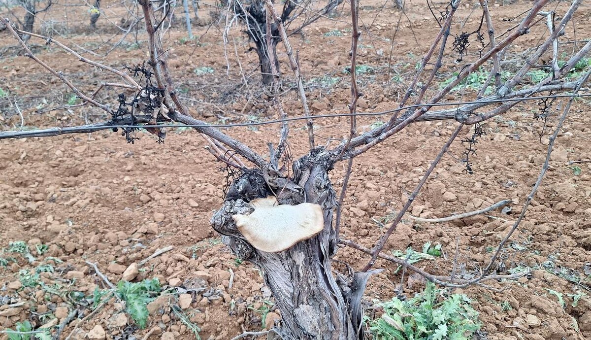 Images Bodega C. Mingo