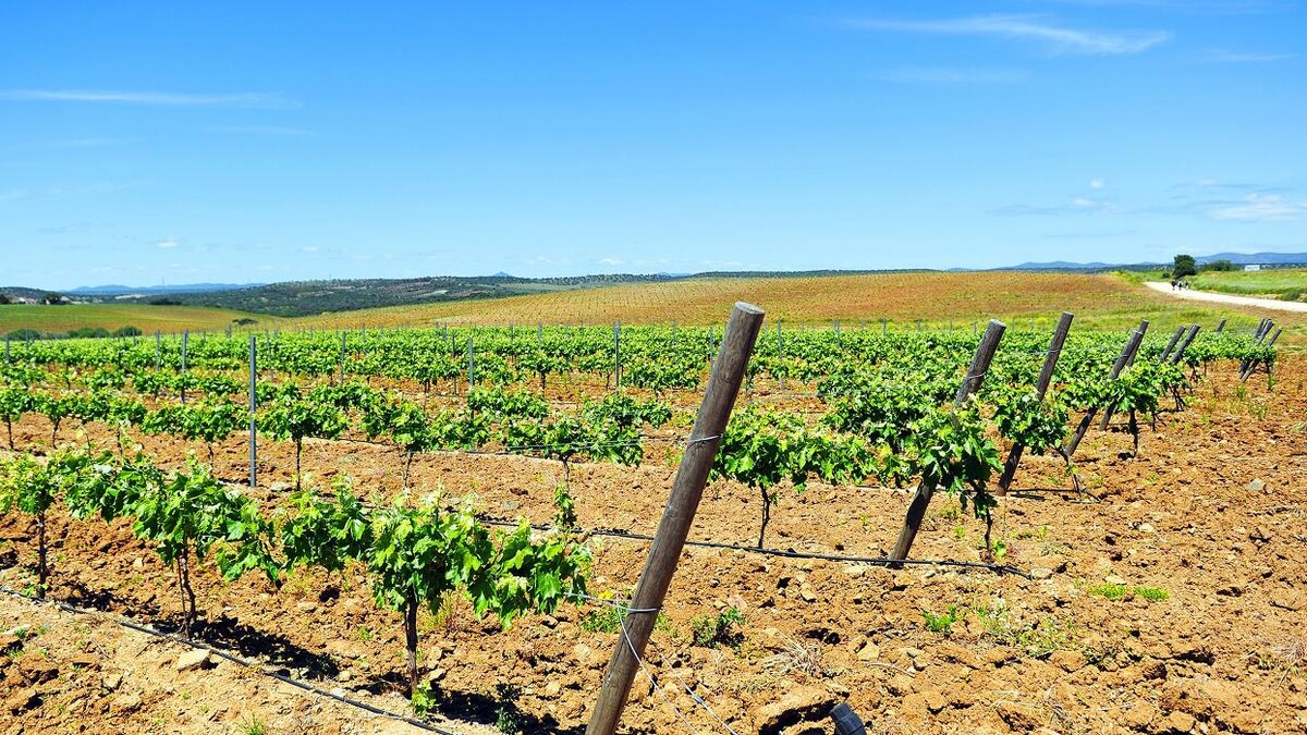 Images COOP DEL CAMPO DE ALMENDRALEJO