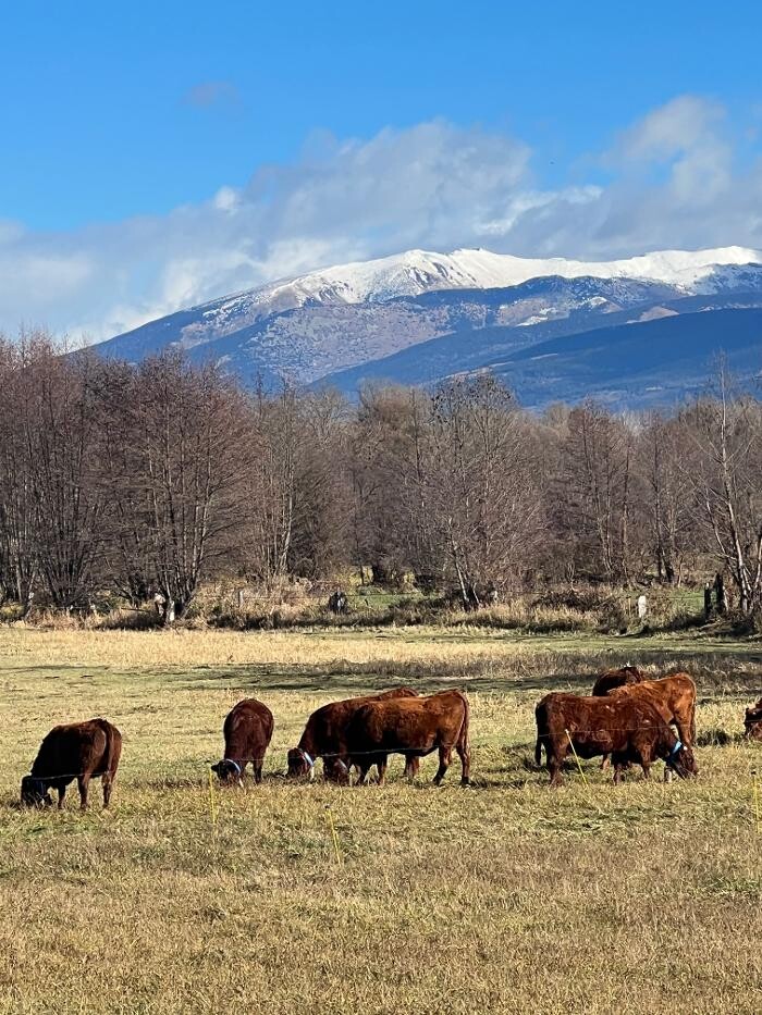 Images Cerdanya Eqüestre