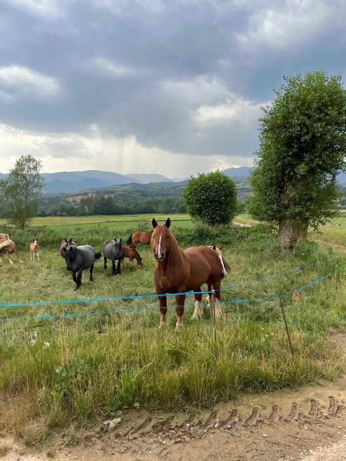 Images Cerdanya Eqüestre