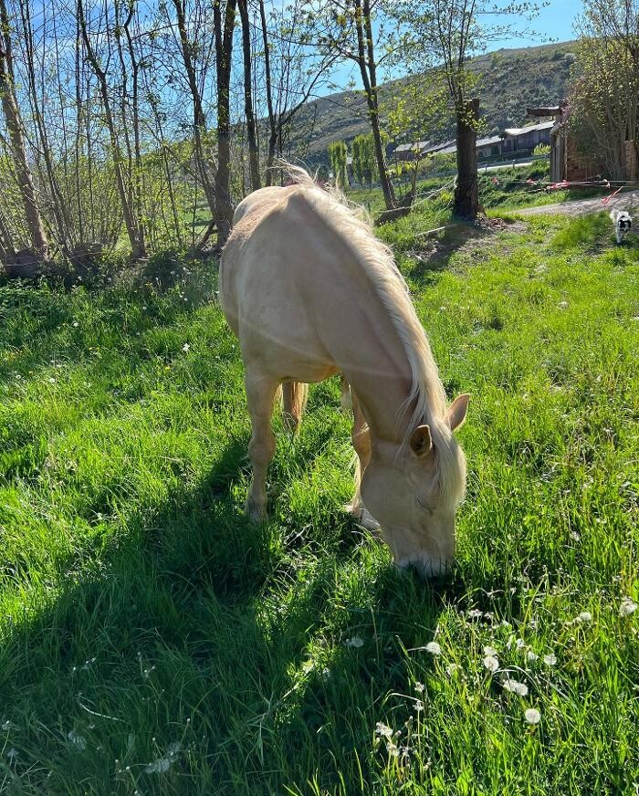 Images Cerdanya Eqüestre