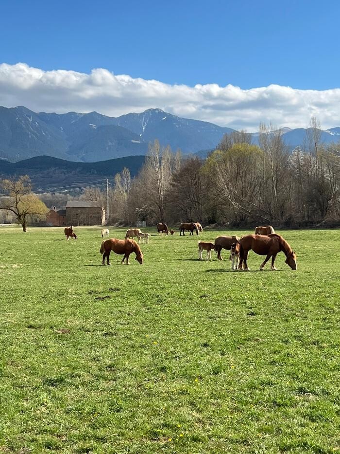 Images Cerdanya Eqüestre