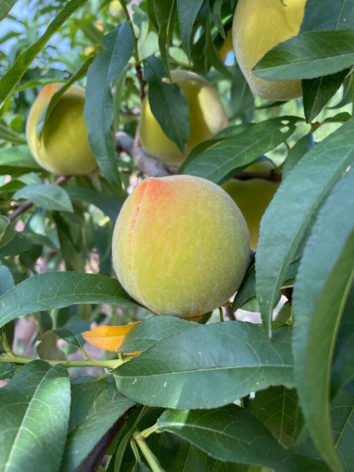 Images Grupo Bombón