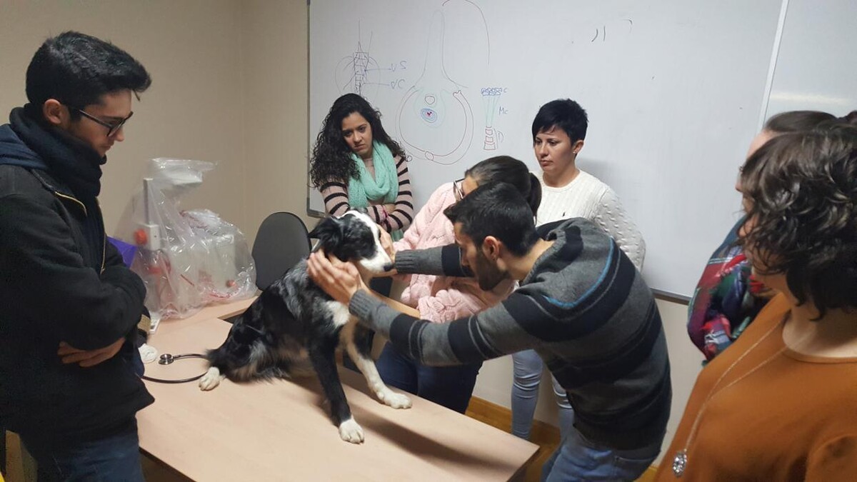 Images Formación Veterinaria Portacoeli