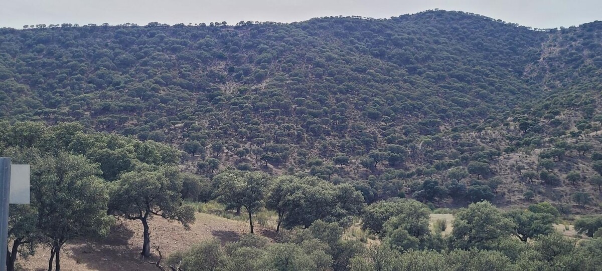 Images Finca La Chirivia Baja