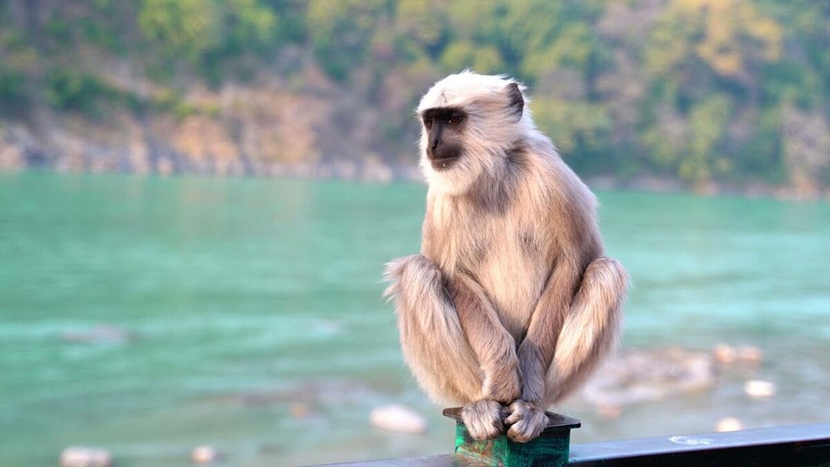 Images Friday Monkeys S.L.