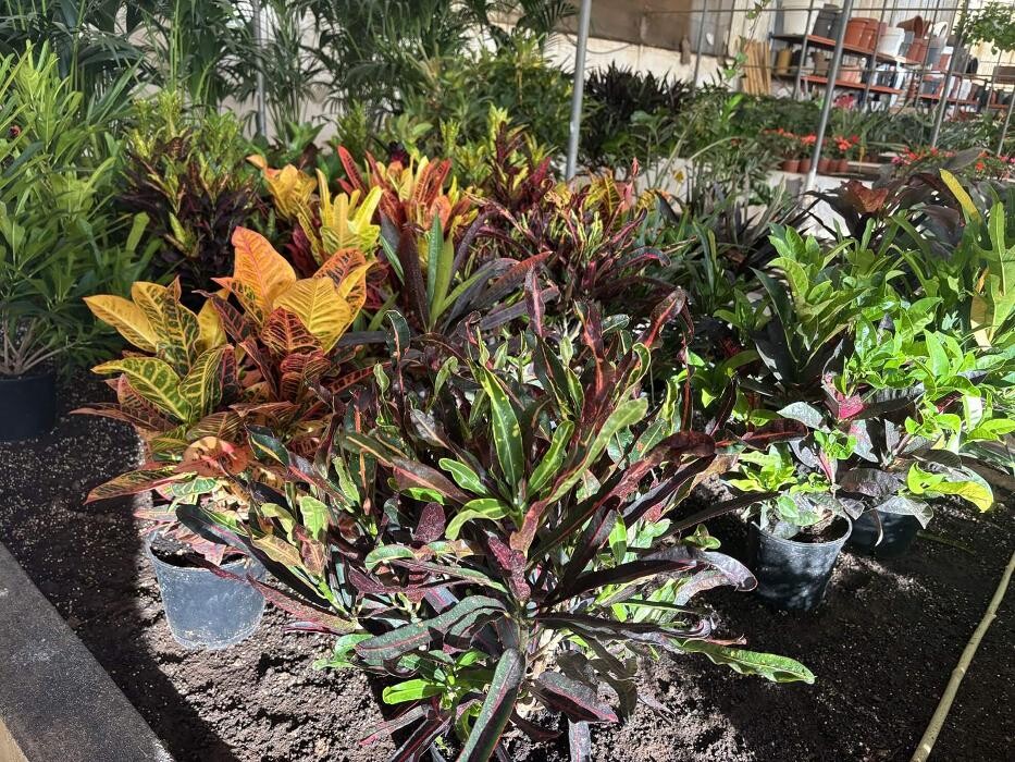 Images Vivero Las Palmas