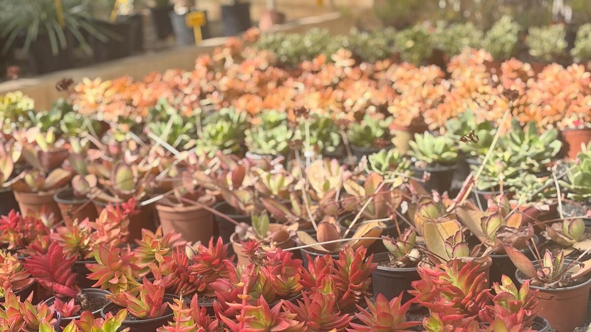 Images Vivero Las Palmas