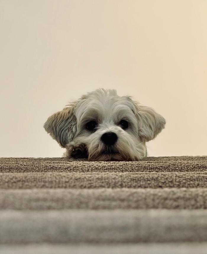 Images Saving Slippers Dog Training