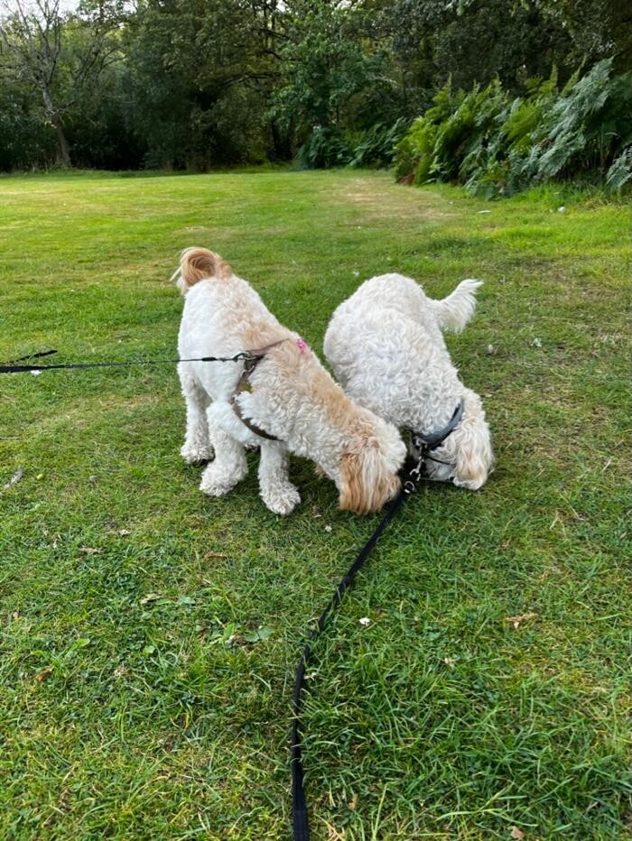 Images Saving Slippers Dog Training