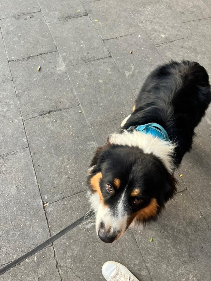 Images Saving Slippers Dog Training