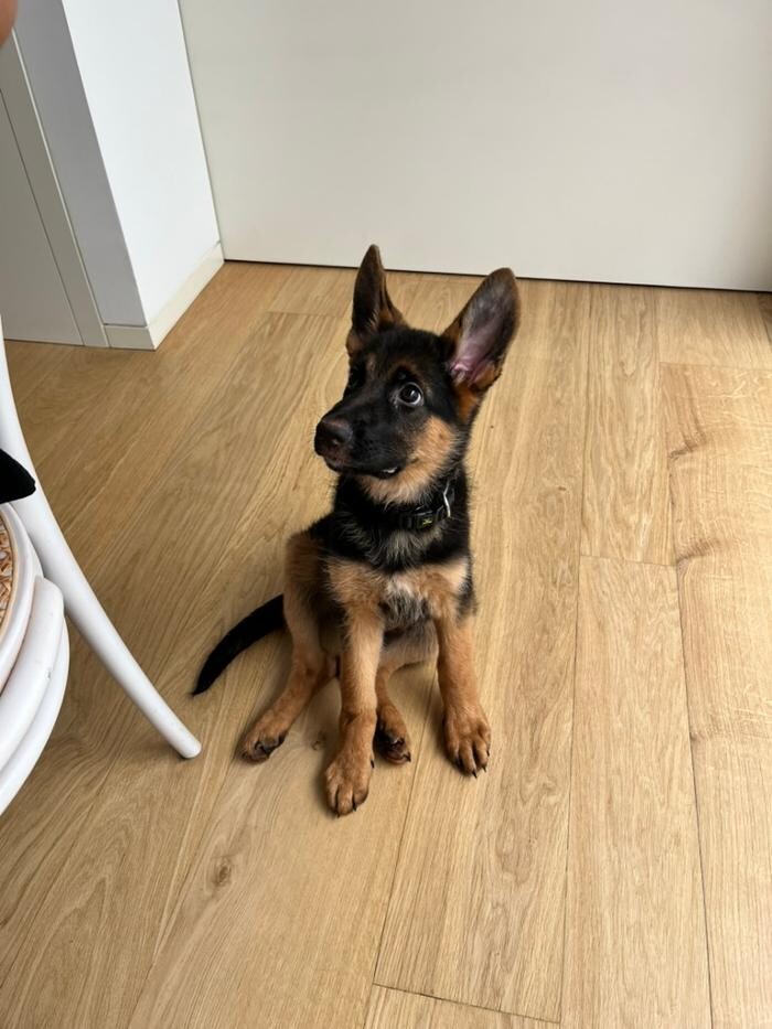 Images Saving Slippers Dog Training