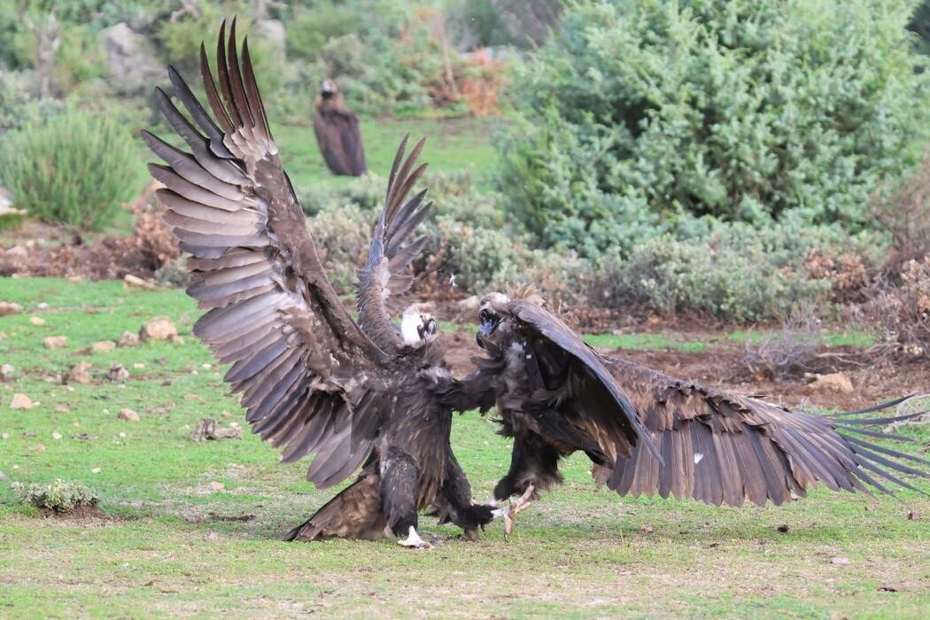 Images FINCA EL ENDRINAL