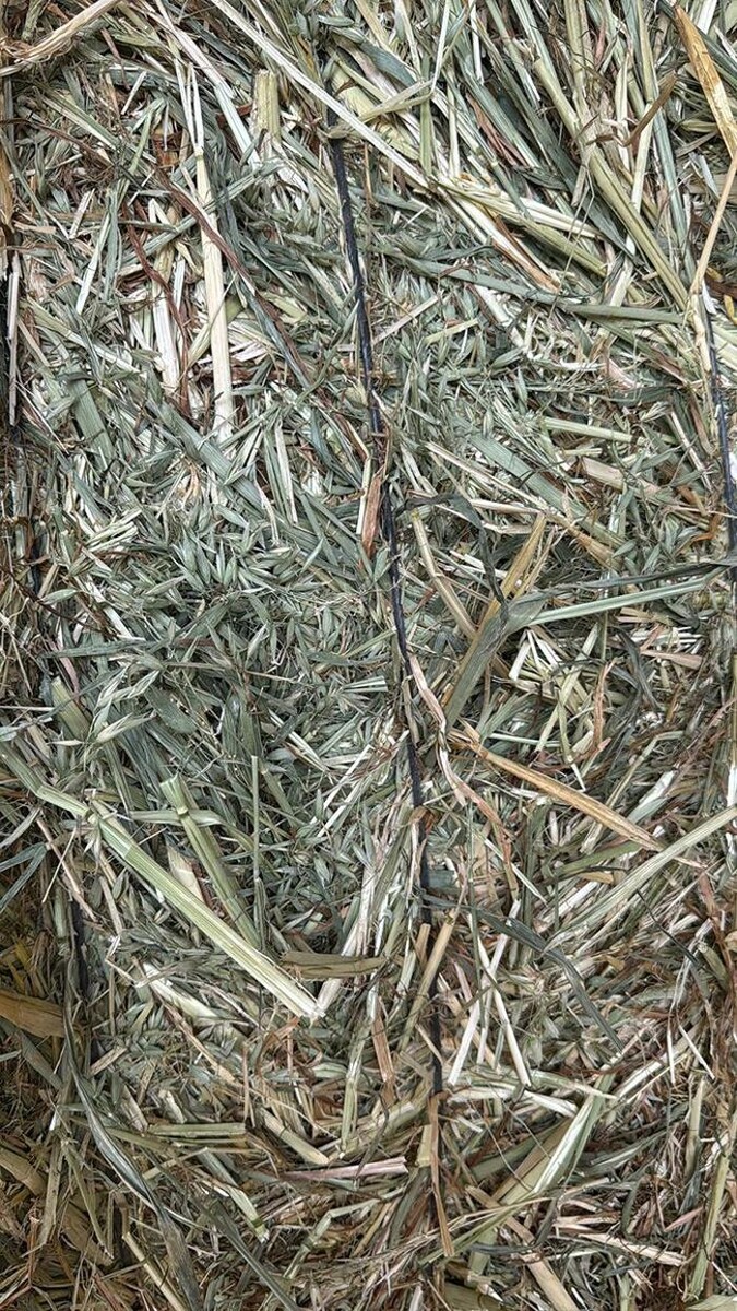 Images Josep Amigó Marsá