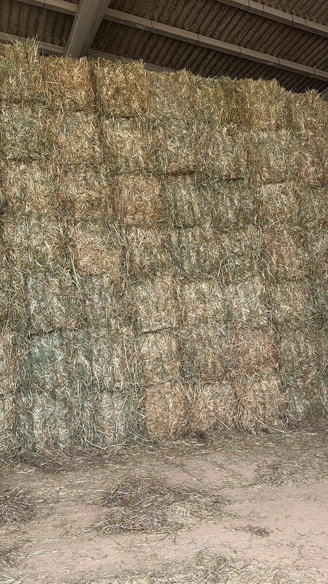 Images Josep Amigó Marsá