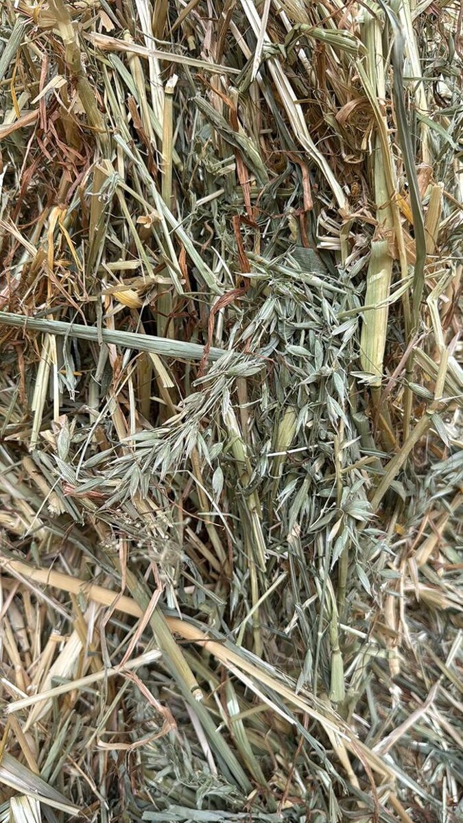 Images Josep Amigó Marsá