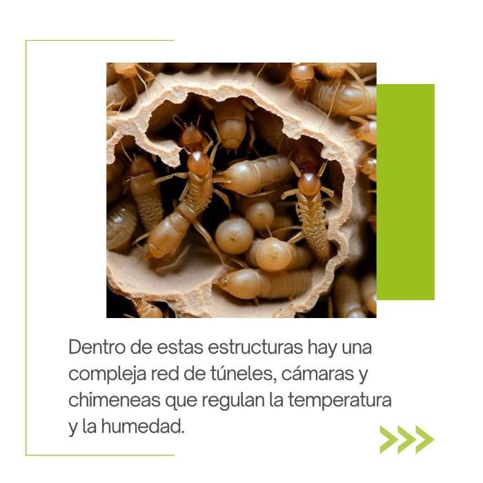 Images Higienisa y Control de Plagas, Desinfección, Fumigación