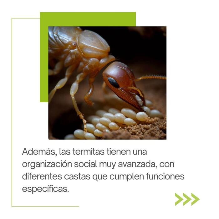 Images Higienisa y Control de Plagas, Desinfección, Fumigación