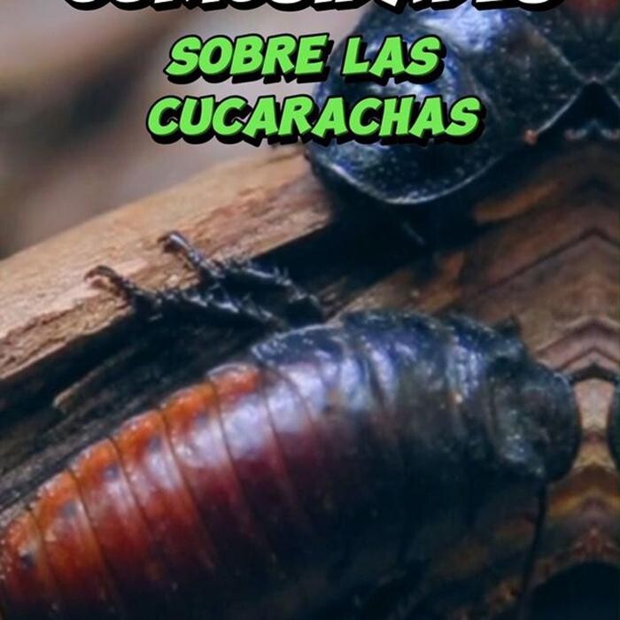 Images Higienisa y Control de Plagas, Desinfección, Fumigación