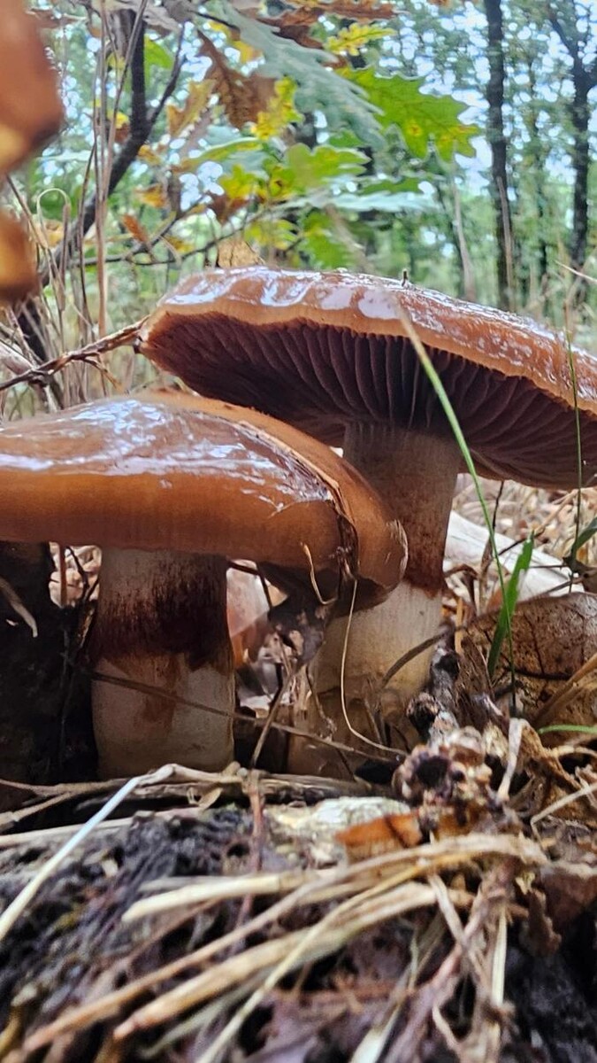 Images Hotel Rural La Encantada Riaza