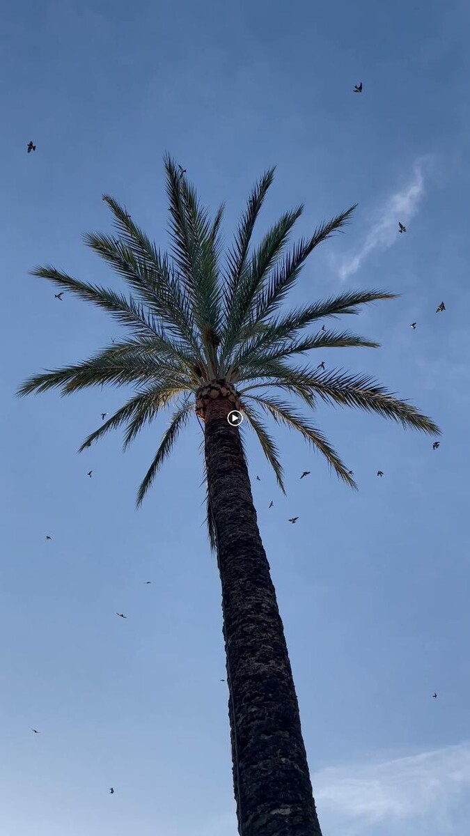 Images Camping Armanello (Benidorm)