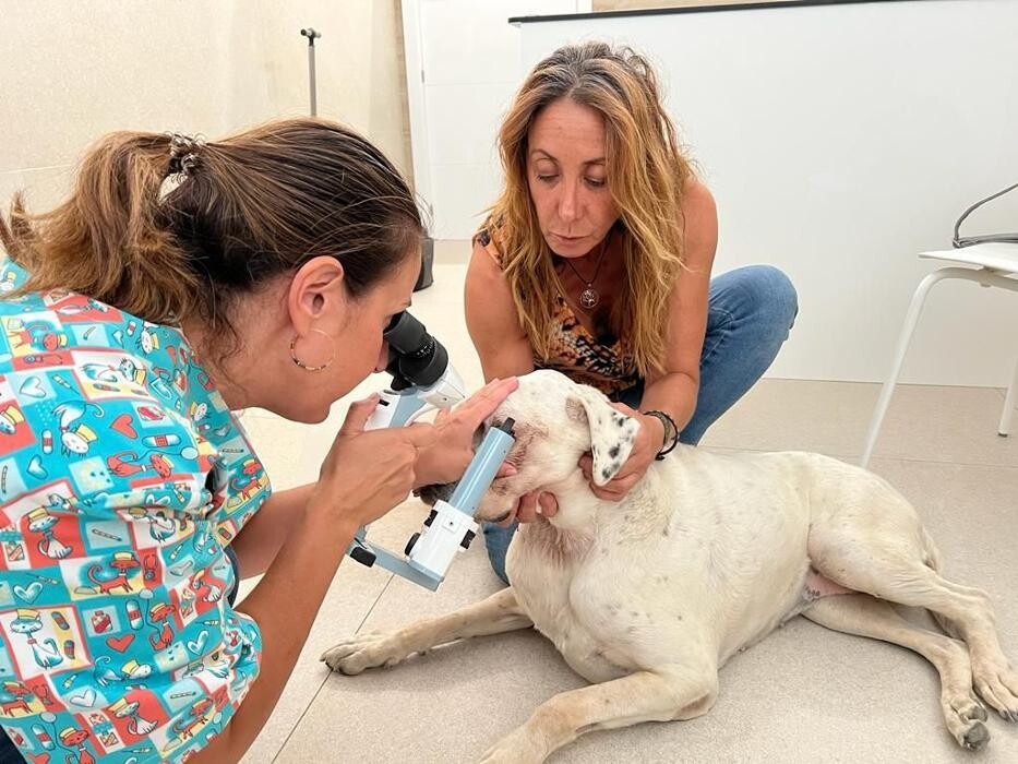 Images Clínica Veterinaria Roncal - Pilas