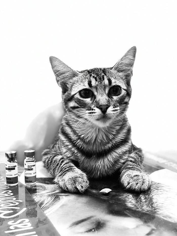 Images Clínica Veterinaria Roncal - Pilas