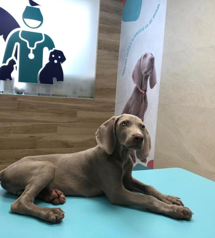 Images Clínica Veterinaria Roncal - Pilas