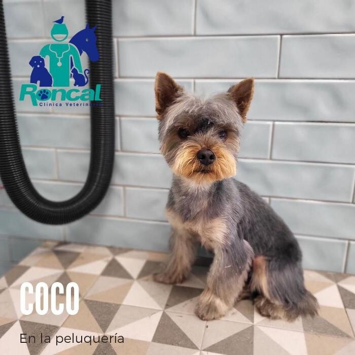 Images Clínica Veterinaria Roncal - Pilas